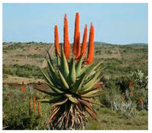 Load image into Gallery viewer, Aloe Ferox Colon Cleansing Support